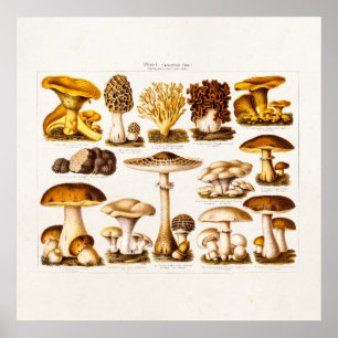 Vintage Mushroom Variety Mushroom-Template für 180 Poster