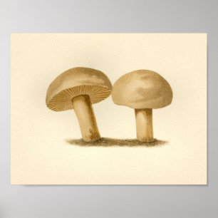 Vintage Mushrooms 1861 Art Print White Cap Poster