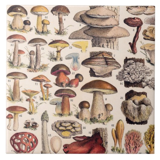 Vintage Mushrooms By Adolphe Millot Fliese (Vorderseite)