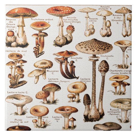 Vintage Mushrooms By Adolphe Millot  Fliese (Vorderseite)