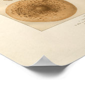 Vintage Mushrooms Print Poster (Ecke)