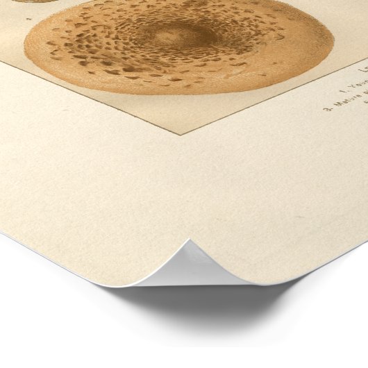 Vintage Mushrooms Print Poster (Ecke)