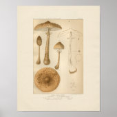 Vintage Mushrooms Print Poster (Vorne)