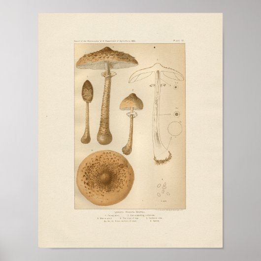 Vintage Mushrooms Print Poster (Vorne)