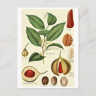 Vintage Muskatnuss-Illustration Postkarte Rezeptka