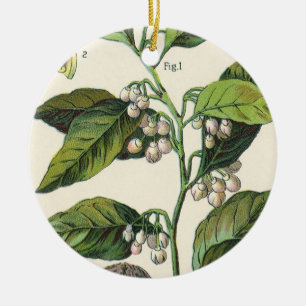 Vintage Muskatnuss-Pflanzenfruchtsamen, Lebensmitt Keramik Ornament