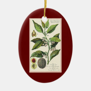 Vintage Muskatnuss-Pflanzenfruchtsamen, Lebensmitt Keramikornament
