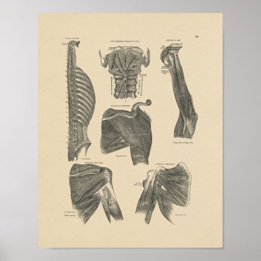 Vintage Muskeln Anatomie 1880 Druck Poster (Vorne)