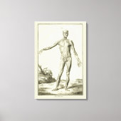 Vintage Muskeln, Anatomie des Menschen durch Denis Leinwanddruck (Vorderseite)