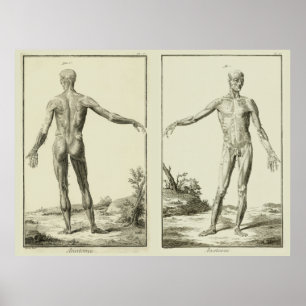Vintage Muskeln, Anatomie des Menschen durch Denis Poster