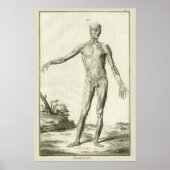 Vintage Muskeln, Anatomie des Menschen durch Denis Poster (Vorne)