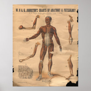 Vintage Muskeln Anatomie Diagramm 1906 Poster