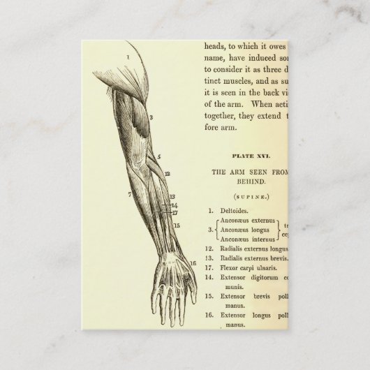 Vintage Muskeln der Anatomie-| des Armes (circa Visitenkarte (Vorderseite)