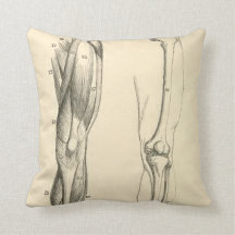 Vintage Muskeln der Anatomie-   | und Knochen des