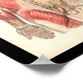 Vintage Muskeln und Skelettanatomie Poster (Ecke)