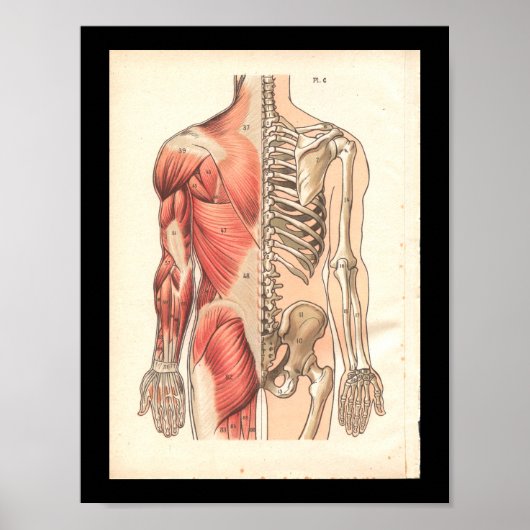Vintage Muskeln und Skelettanatomie Poster (Vorne)