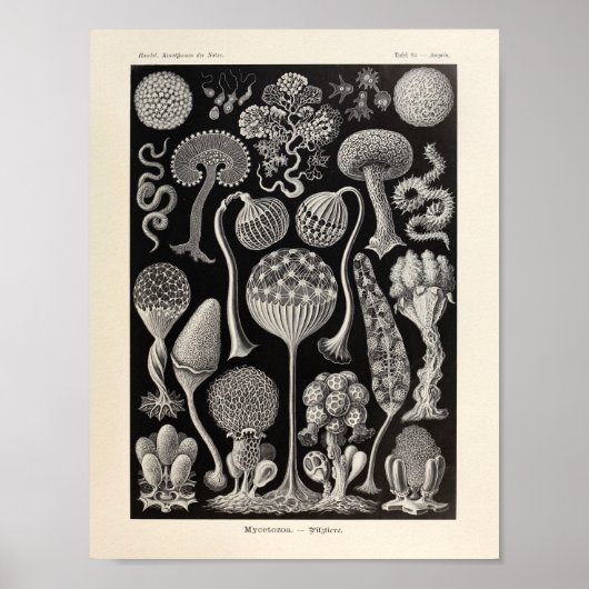 Vintage Mycetozoa Ernst Haeckel Kunstdruckerei Poster (Vorne)