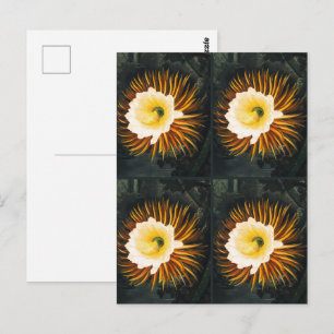 Vintage Nachtblühender Cereus Gothic Art Postkarte