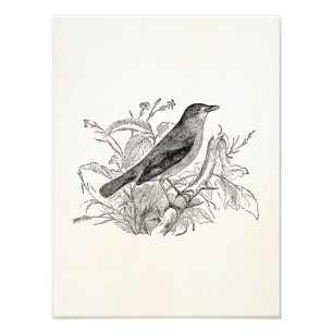 Vintage Nachtigall Vogel Personalisierte Retro Vög Fotodruck