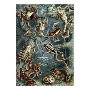 Vintage Naturforscher Ernst Haeckel Frösche und Kr Fotodruck