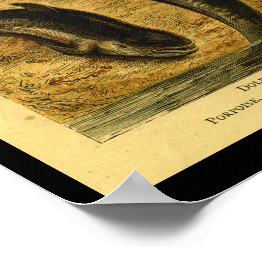 Vintage Naturgeschichte des Delphinwals Poster (Ecke)