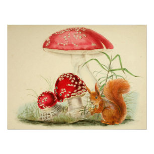 Vintage-Naturillustration - Eichhörnchen, Pilze Poster