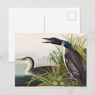 Vintage Naturkunst des Sterntauchers von Audubon Postkarte