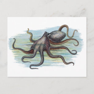 Vintage Nautical - Tintenfisch-Monster der Tiefe Postkarte