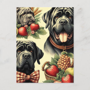 Vintage neapolitan Mastiff Illustration Postkarte