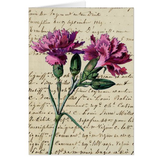 Vintage Nelke (Vorne)