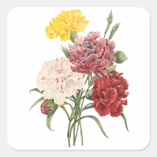 Vintage Nelken Dianthus Garden Blume Redoute Quadratischer Aufkleber (Vorderseite)