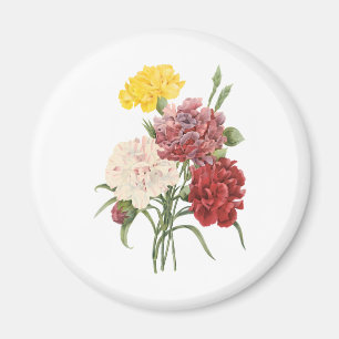 Vintage Nelken Dianthus Gartenblumen Redoute Magnet