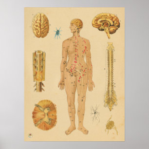 Vintage Nervensystem Menschliche Anatomie Medizini Poster