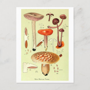 Vintage "New British Fungi" Pilzpostkarte Postkarte
