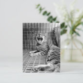 Vintage Niedliche Gähnen Katze Kitty Postkarte (Stehend Vorderseite)