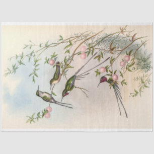 Vintage Niedliche Hummingvögel von John Gould Seidenpapier