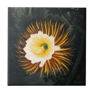 Vintage Night-Blowing Cereus Gothic-Kunst Fliese