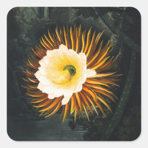 Vintage Night-Blowing Cereus Gothic-Kunst Quadratischer Aufkleber