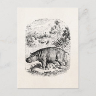 Vintage Nilpferd / Nilpferd säugt Nilpferdbabys Postkarte