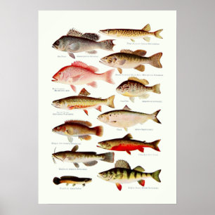 Vintage nordamerikanische Fische Poster