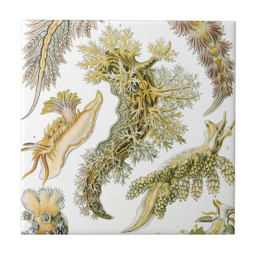 Vintage Nudibranchia, Sea Slugs by Ernst Haeckel Fliese (Vorderseite)