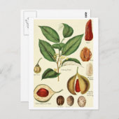 Vintage Nussmeg-Illustrationskarte Postkarte (Vorne/Hinten)