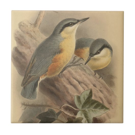 Vintage NuthatchIllustration Fliese (Vorderseite)