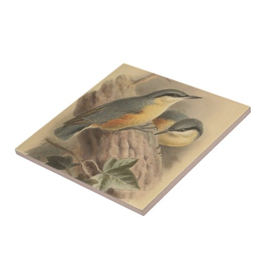 Vintage NuthatchIllustration Fliese (Seite)