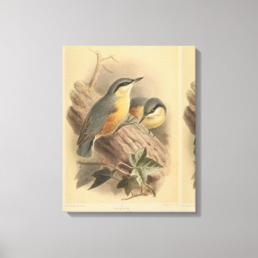 Vintage NuthatchIllustration Leinwanddruck (Vorderseite)