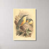 Vintage NuthatchIllustration Leinwanddruck (Vorderseite)