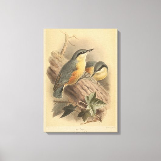Vintage NuthatchIllustration Leinwanddruck (Vorderseite)