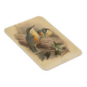Vintage NuthatchIllustration Magnet (Rechte Seite)