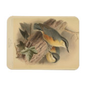 Vintage NuthatchIllustration Magnet (Horizontal)