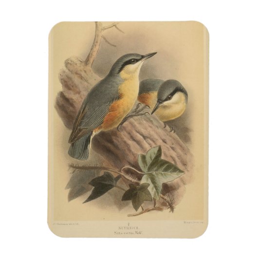 Vintage NuthatchIllustration Magnet (Vertikal)